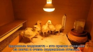 Когда можно выпускать индюшат на улицу