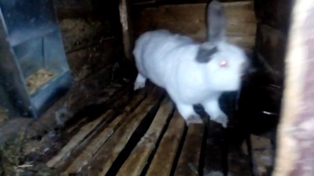 Новости ХОЗЯЙСТВО/жизнь после миксоматоза! смотреть онлайн