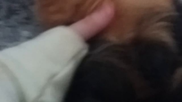 Как узнать что беременная морская свинка смотреть онлайн