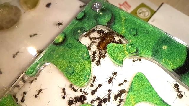 Муравьи против таракана смотреть онлайн