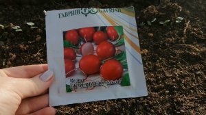 Сеем редис черриэт в теплице. Обзор и мастер-класс