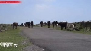 Шок! Река течет вверх, машина катится вверх в гору! Аномалия  в Армении