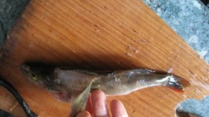 Жареный окунь