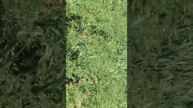 Технология выращивания нута смотреть онлайн