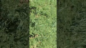 Технология выращивания нута