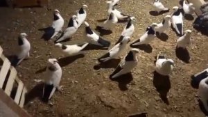 Бакинские голуби Натика в Баку пос Балаханы! #göyərçinlər #pigeons #tauben