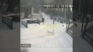 В иркутском СНТ Станкостроитель самка человека