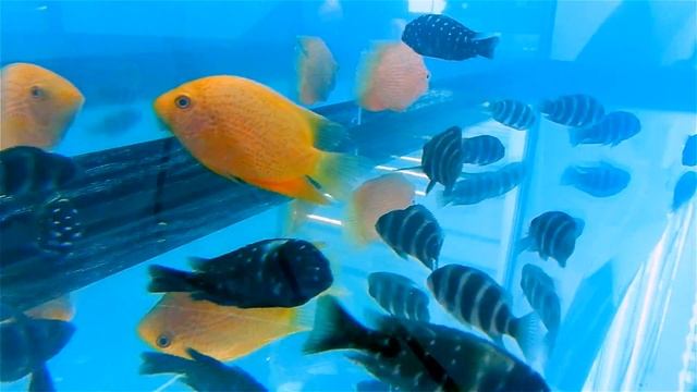 Аквариумные Рыбки. Трофеус Звездчатый, Фронтоза Королева Танганьики и Астронотус. Рыбки Видео смотреть онлайн