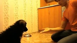 ?КОМАНДА НЕЛЬЗЯ НЕМЕЦКАЯ ОВЧАРКА, ДРЕССИРОВКА ЩЕНКА ДРЕССИРОВКА СОБАК ПЕРВЫЕ ШАГИ дрессировка собак