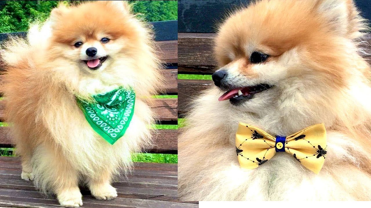 АКСЕССУАРЫ НА ШЕЮ ДЛЯ СОБАКИ ЗА 5 МИНУТ смотреть онлайн