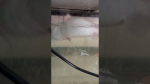 Заболевания сома. Первые проблемы.