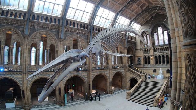 London WALK - Natural History Museum | FULL TOUR