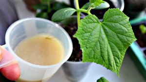 Хотите мощную рассаду и супер урожай огурцов делайте так! Как ухаживать за рассадой огурцов?