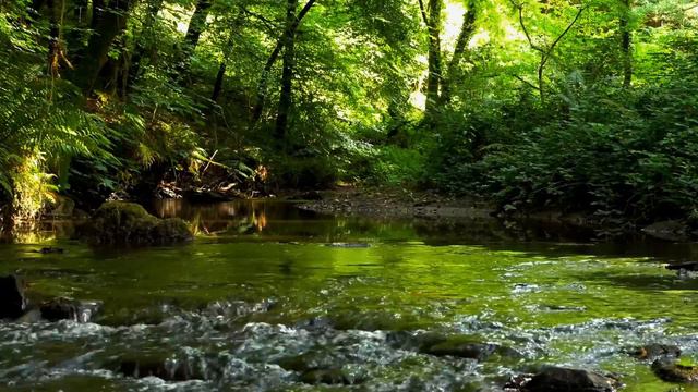 NIGHTINGALE SINGING BY THE FOREST STREAM SOUNDS OF NATURE FOR SLEEP