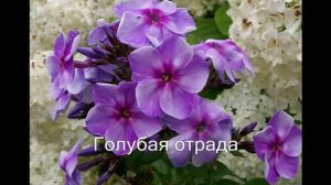 ФЛОКСЫ   В САДУ   Фото и названия