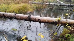 Долина Олонца у озера Кельзалампи