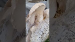 Выращивание вешенки на улице.(камыш)