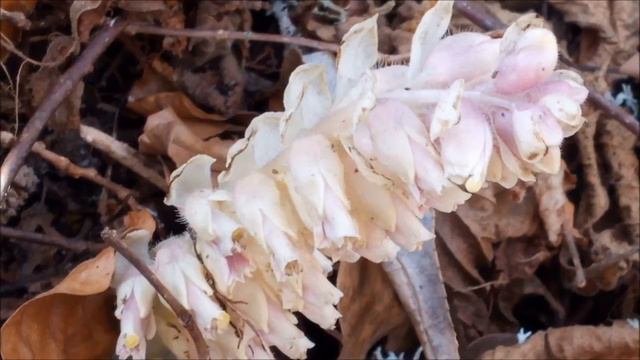 26 flores tempranas en la Montaña Oriental de León смотреть онлайн