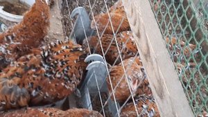 Горбатенькие цыплята. Загорская ситцевая и брекель...