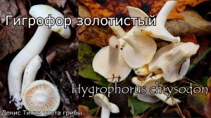 Гигрофор золотистый | Hygrophorus chrysodon