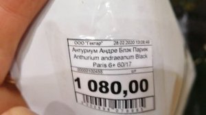 Чёрный антуриум. Пополнение моей коллекции антуриумов/Антуриум Andraeanum Black Paris