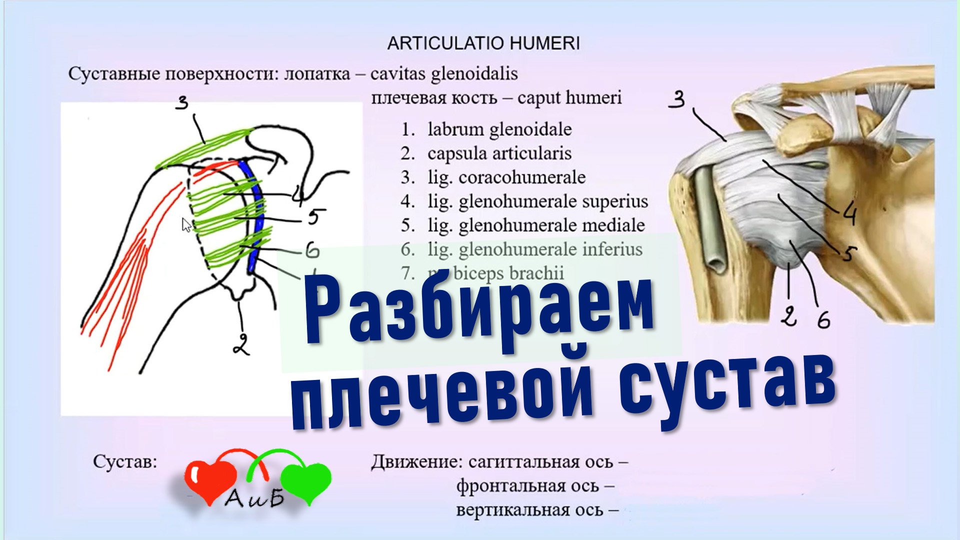 Плечевой сустав: связки строение. Мышцы, приводящие сустав в движение, и их иннервация