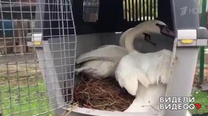 Спасение лебедей. Видели видео? Фрагмент выпуска от 29.09.2019