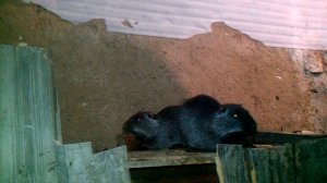 Разведение нутрий - Первый день знакомства