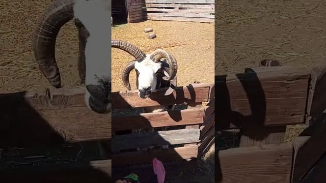 Необычное животное! Четырехрогий баран смотреть онлайн