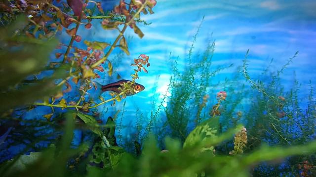 Микрорасбора Галактика и Эспей. Скромные, но очень красивые рыбани. смотреть онлайн