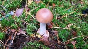 Поплавок жёлто-коричневый (Amanita fulva). Как выглядит гриб на месте произрастания.