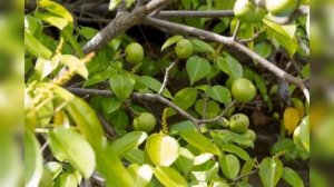 Анчар, существует ли такое дерево и неужели оно настолько ядовито