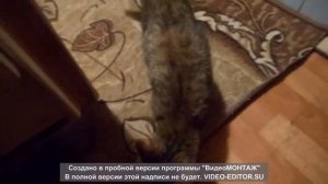 Прикол, приколы ,говорящие животные, говорящая кошка, кот.