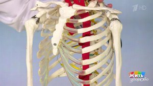 На разрыв аорты. Жить здорово! Фрагмент выпуска от 21.06.2019