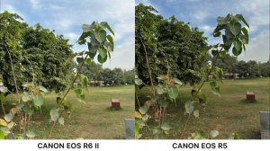 Canon EOS R6 Mark II Vs Canon EOS R5 Camera Test Comparison