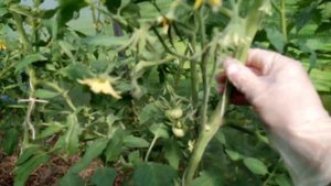 Крутит верхушку и лист томата. Жирование томата. Как исправить.