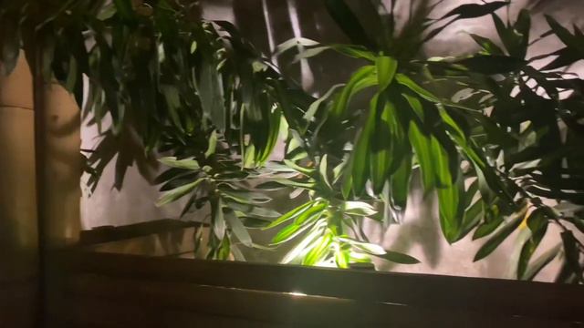 Top 5 Favourite Vegan Restaurant’s In Tulum, Mexico смотреть онлайн