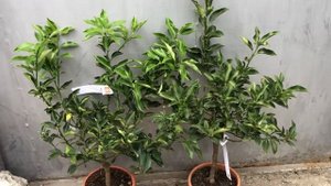 Кумкват Мейва и Маргарита Биг. Новая поставка ??? F. crassifolia "Meiwa" & F. "Margarita Big"