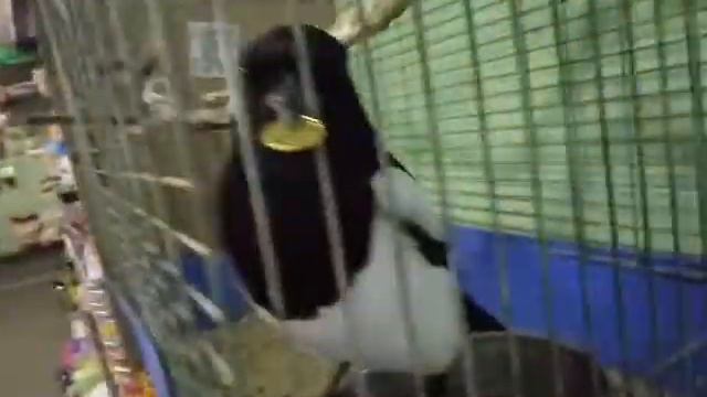 Сорока украла деньги!😊 смотреть онлайн