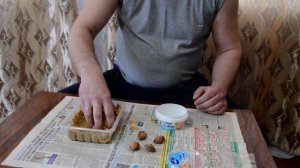 Стратификация косточек персика.