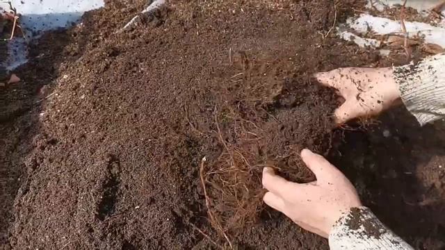 Процесс выращивания саженцев ежевики, из маточного корня! смотреть онлайн