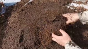 Процесс выращивания саженцев ежевики, из маточного корня!