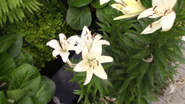 Как летом лилии прекрасные цвели....mp4 смотреть онлайн