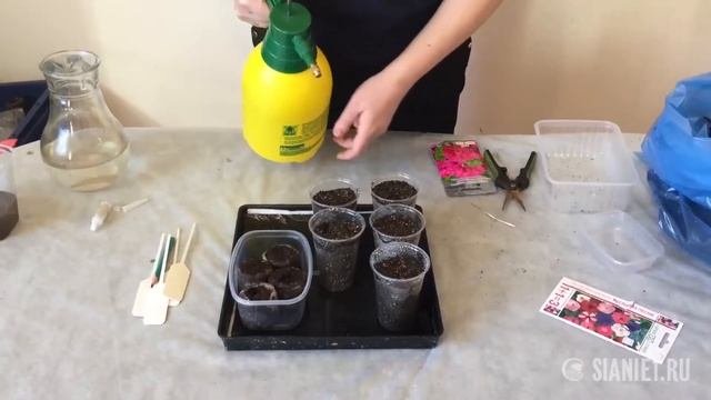 Выращивание рассады ампельной петунии