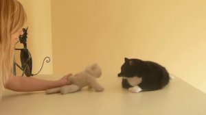 Толстый злой кот