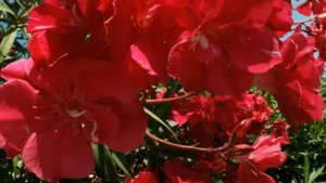 Вот как цветет олеандр....