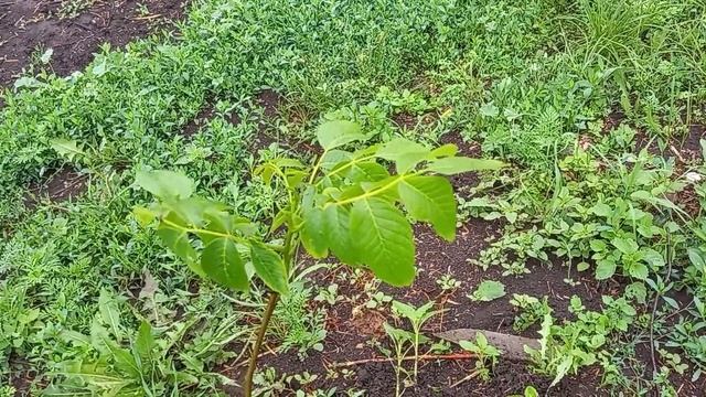 орех сорта "Великан". Обзор моего сада смотреть онлайн