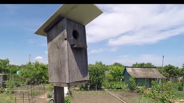 Скворцы_ кормление птенцов