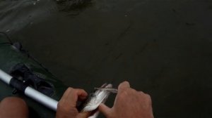 Щука на воблер DUO Realis Minnow 80F на отводном поводке.Pike Fishing.