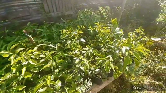 Обзор цитрусов лето 2020( мандарины, апельсины, лимоны, тангар, бергамот, клементин.) смотреть онлайн